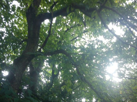 l'Arbre aux Têtes coupées